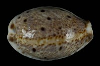 藏品(山貓寶螺)的圖片